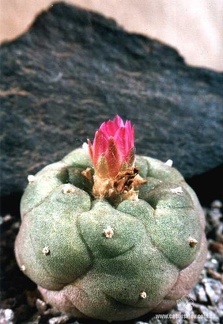 Lophophora jourdaniana