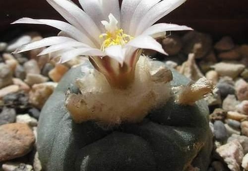 Lophophora koehresii (1957 відвідувань) Растение и фото Руденко Оксаны (Одесса) Lophophora koehresii