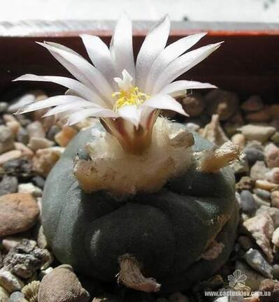 Lophophora koehresii