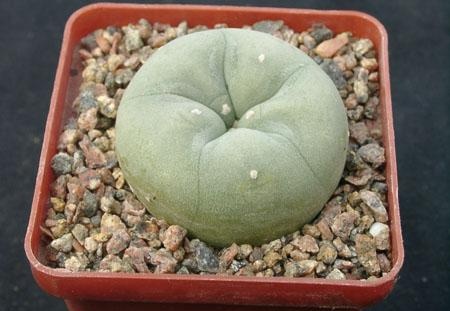 Lophophora lutea (1994 відвідувань) Растение и фото Горбачёва Виктора (Николаев) Lophophora lutea