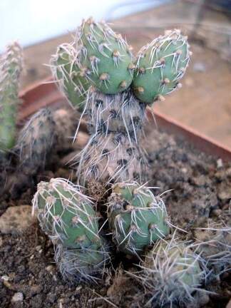 Maihueniopsis camachoi Burzak FG