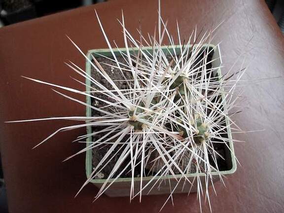 Maihueniopsis glomerata TG68 Burzak FG