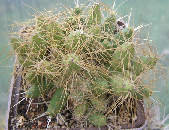 Maihueniopsis plathyacantha MK 1091