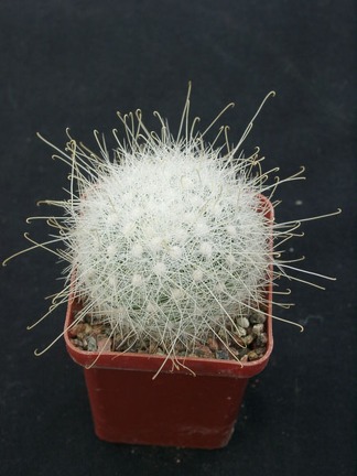 Mammillaria senilis