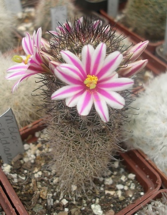 M blossfeldiana