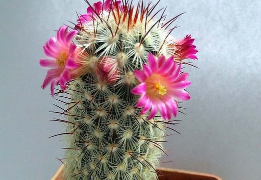 Mammilaria microhelia (1827 відвідувань) Mammilaria microhelia