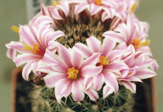 Mammillaria blossfeldiana (2467 відвідувань) Фото и растение Александра и Cергея Червинко (Винница)
... Mammillaria blossfeldiana