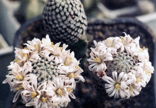 Mammillaria sanchez-mejoradae (2406 відвідувань) Фото и растения Александра и Cергея Червинко (Винница)
... Mammillaria sanchez-mejoradae