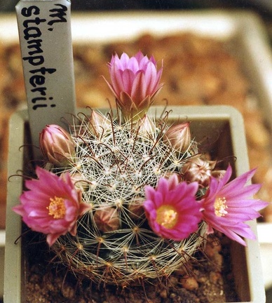 Mammillaria stampferi