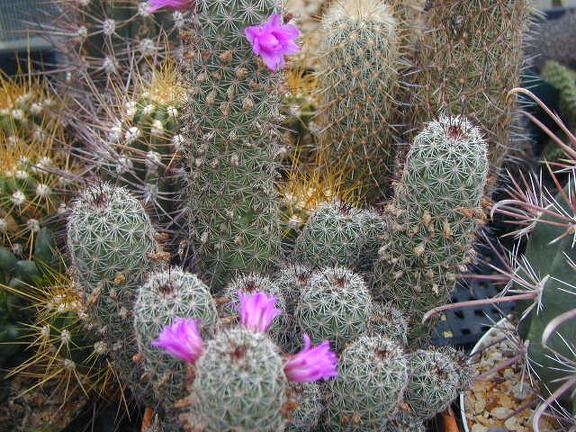 Mammillaria alamensis pl