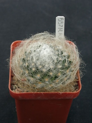 Mammillaria aurispina ML361