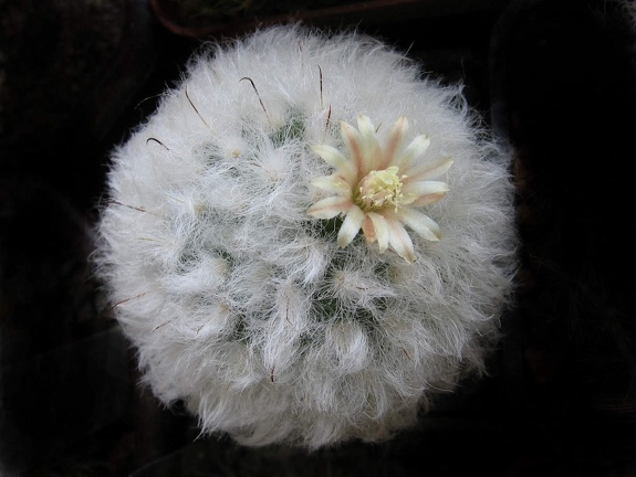 Mammillaria bocasana v  multilanata