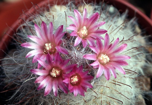 Mammillaria bocasana v rosea (1721 відвідувань) Mammillaria bocasana v rosea