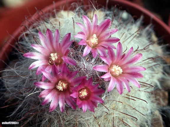 Mammillaria bocasana v  rosea