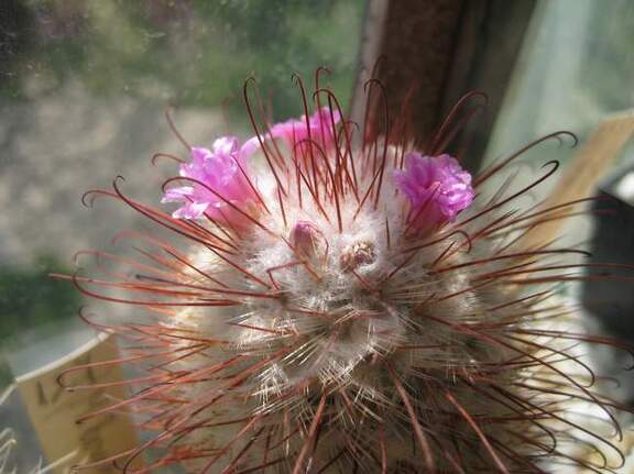 Mammillaria bombycina Galin FG