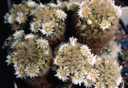 Mammillaria carmenae (2918 відвідувань) Фото и растения Александра и Сергея Червинко (Винница)... Mammillaria carmenae
