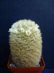 Mammillaria carmenae Pechersky