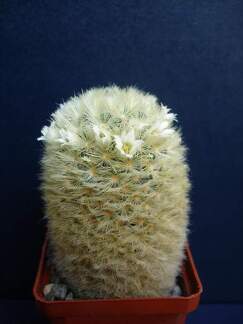 Mammillaria carmenae Pechersky
