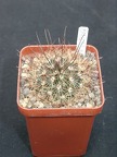 Mammillaria carretii