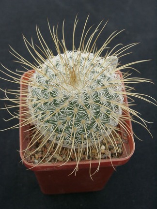 Mammillaria dixanthocentron
