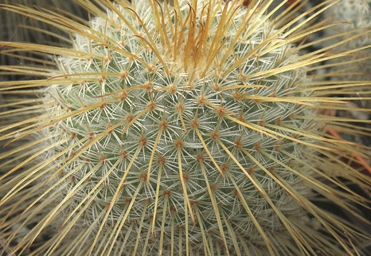 Mammillaria dixanthocentron 001 (1592 відвідувань) Mammillaria dixanthocentron 001