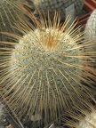 Mammillaria dixanthocentron 001