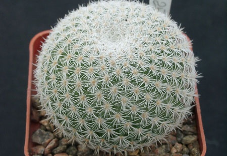 Mammillaria dixanthocentron celsiana L1059 (1649 відвідувань) Mammillaria dixanthocentron celsiana L1059
