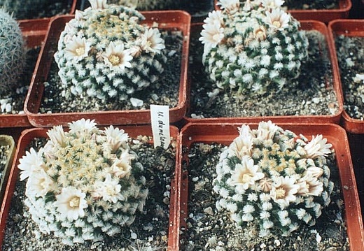 Mammillaria dumetorum (2632 відвідувань) Фото Ивановой Елены. Растение Татьяны Кецко (Киев) Mammillaria dumetorum