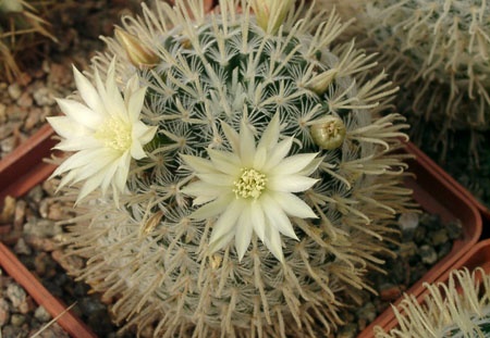 Mammillaria duwei-01 (1556 відвідувань) Mammillaria duwei-01