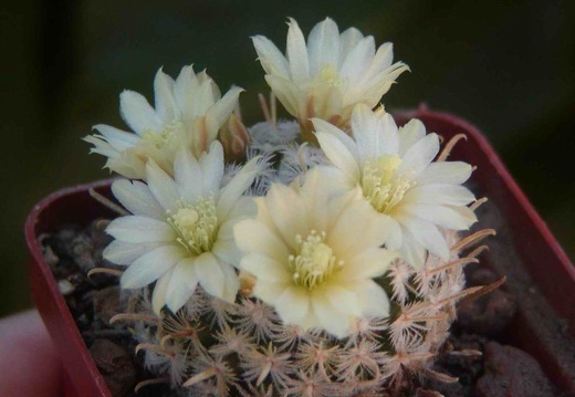 Mammillaria duwei (1633 відвідувань) Mammillaria duwei