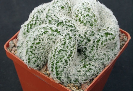 Mammillaria duwei f cristata (1495 відвідувань) Mammillaria duwei f cristata