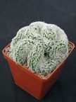 Mammillaria duwei f cristata