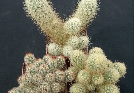 Mammillaria elongata (1744 відвідувань) Mammillaria elongata