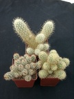 Mammillaria elongata