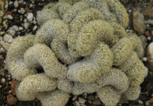 Mammillaria elongata fa cristata (1480 відвідувань) Mammillaria elongata fa cristata
