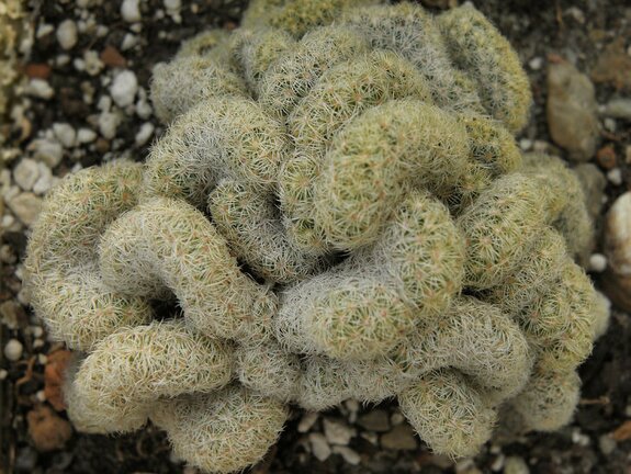 Mammillaria elongata fa  cristata