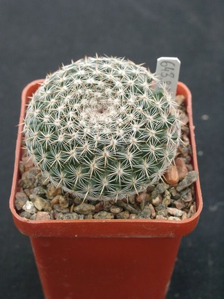 Mammillaria formoza ML414