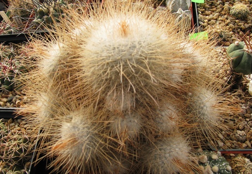 Mammillaria geminispina var nobilis (1515 відвідувань) Mammillaria geminispina var nobilis