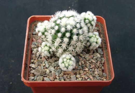 Mammillaria gracilis (1478 відвідувань) Mammillaria gracilis