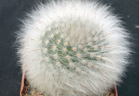 Mammillaria guelzowiana (1560 відвідувань) Mammillaria guelzowiana