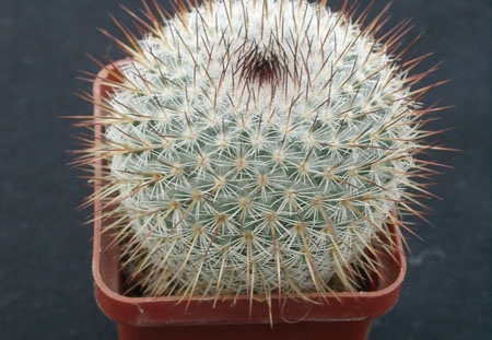 Mammillaria haageana v conspucina (1398 відвідувань) Mammillaria haageana v conspucina