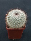 Mammillaria haageana v conspucina