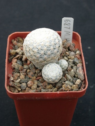 Mammillaria herrerae
