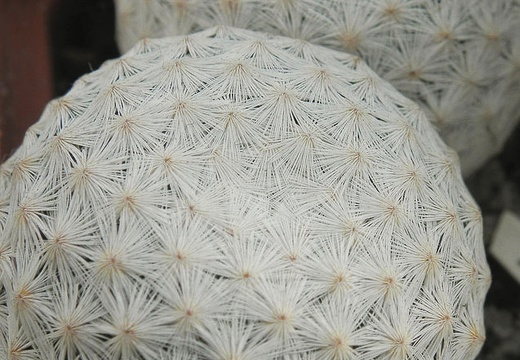 Mammillaria herrerae 004 (1475 відвідувань) Mammillaria herrerae 004