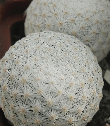 Mammillaria herrerae 004