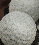 Mammillaria herrerae 004