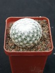 Mammillaria humboldtii