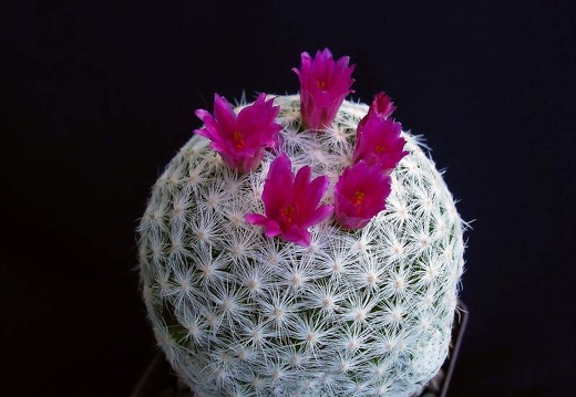 Mammillaria humboldtii Pechersky (1555 відвідувань) Mammillaria humboldtii Pechersky