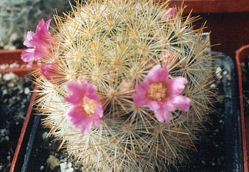 Mammillaria laui v subducta (1589 відвідувань) Mammillaria laui v subducta