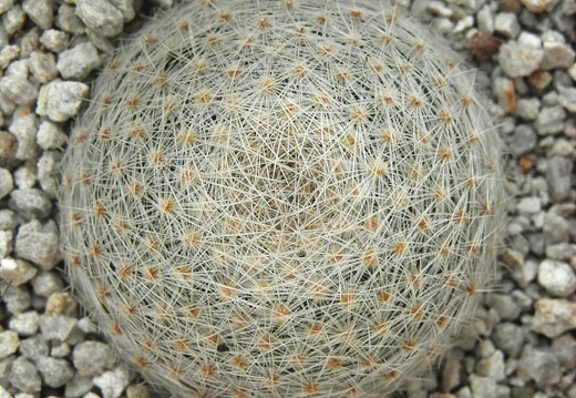 Mammillaria lenta (1482 відвідувань) Mammillaria lenta
